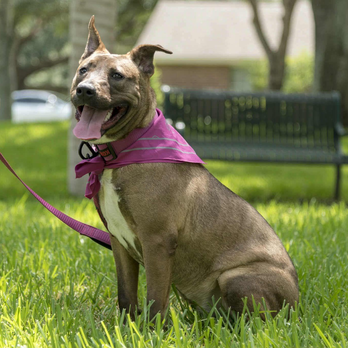 Enlarge Gina, a Adoptable mixed breed in Benton Harbor , MI image 2/6