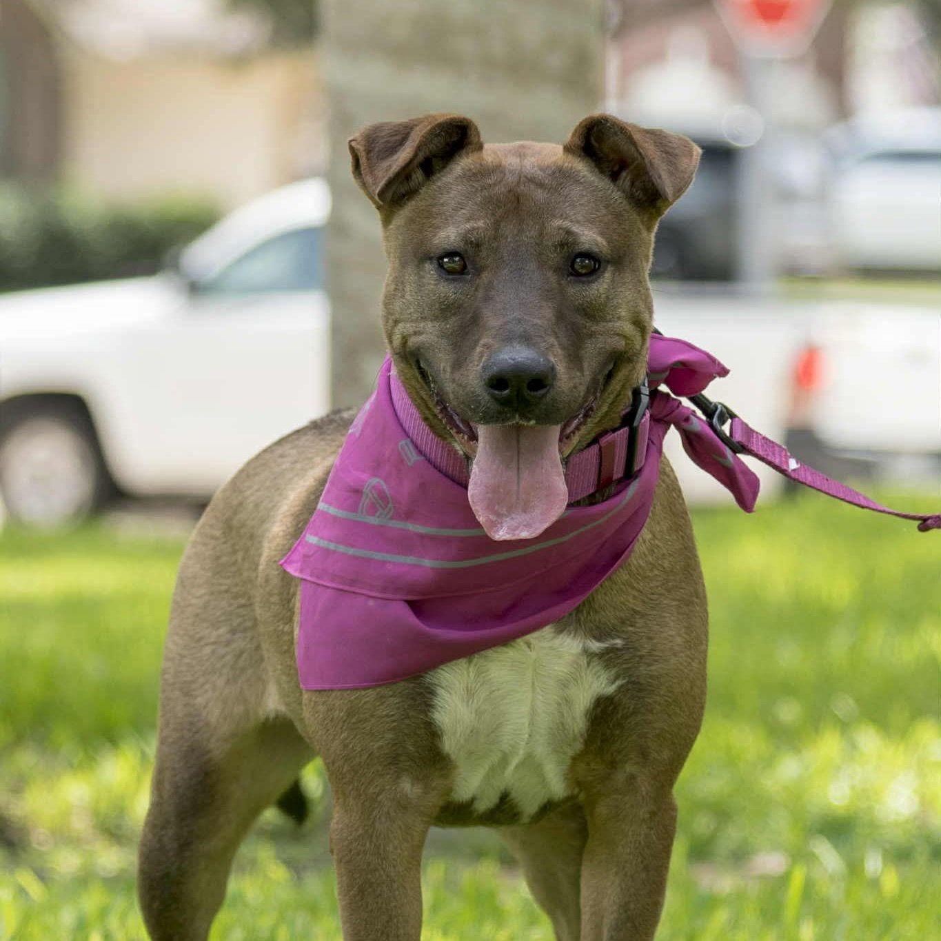 Gina, Adoptable, Young Female American Staffordshire Terrier & Belgian Shepherd / Malinois.