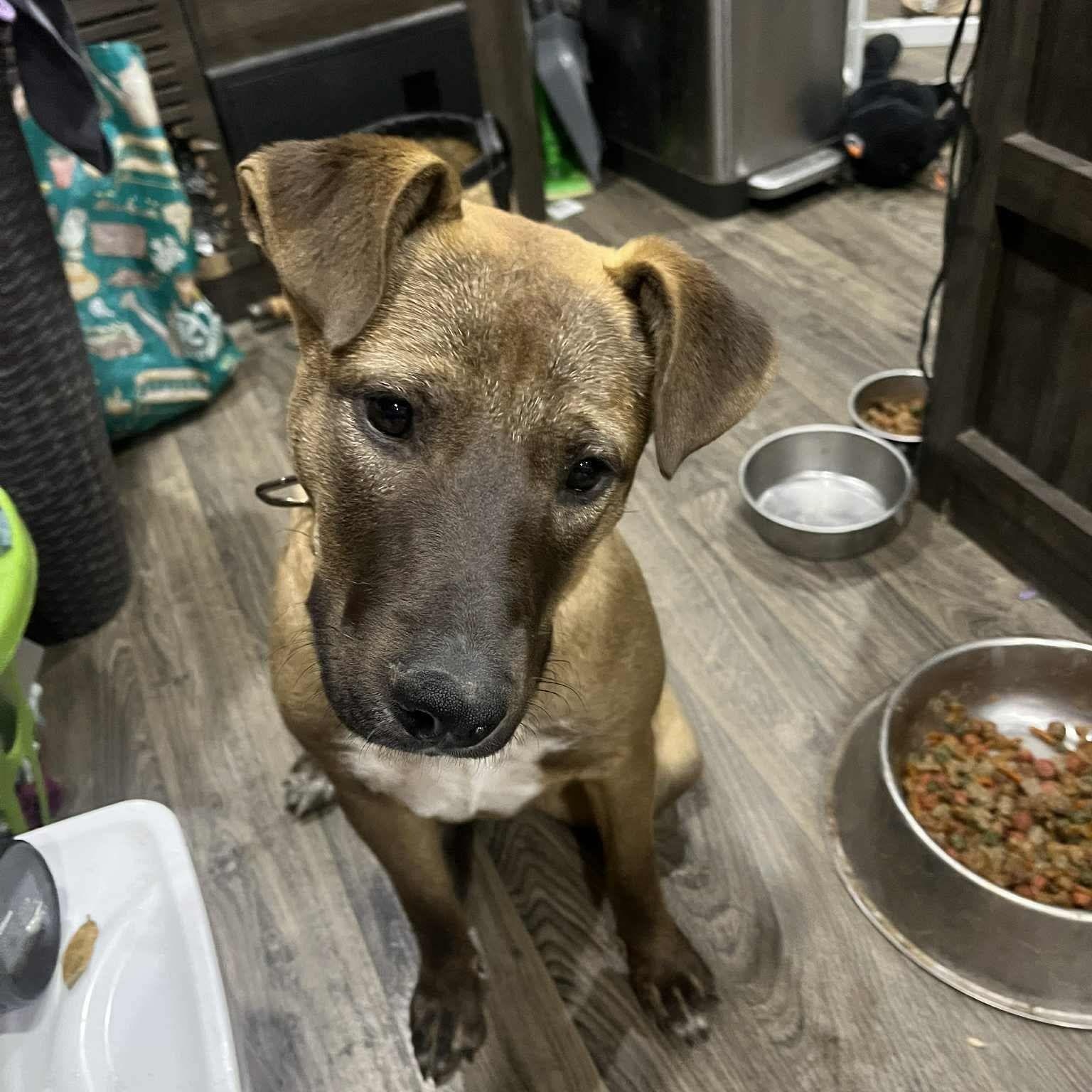 Enlarge Gina, a Adoptable mixed breed in Benton Harbor , MI image 5/6