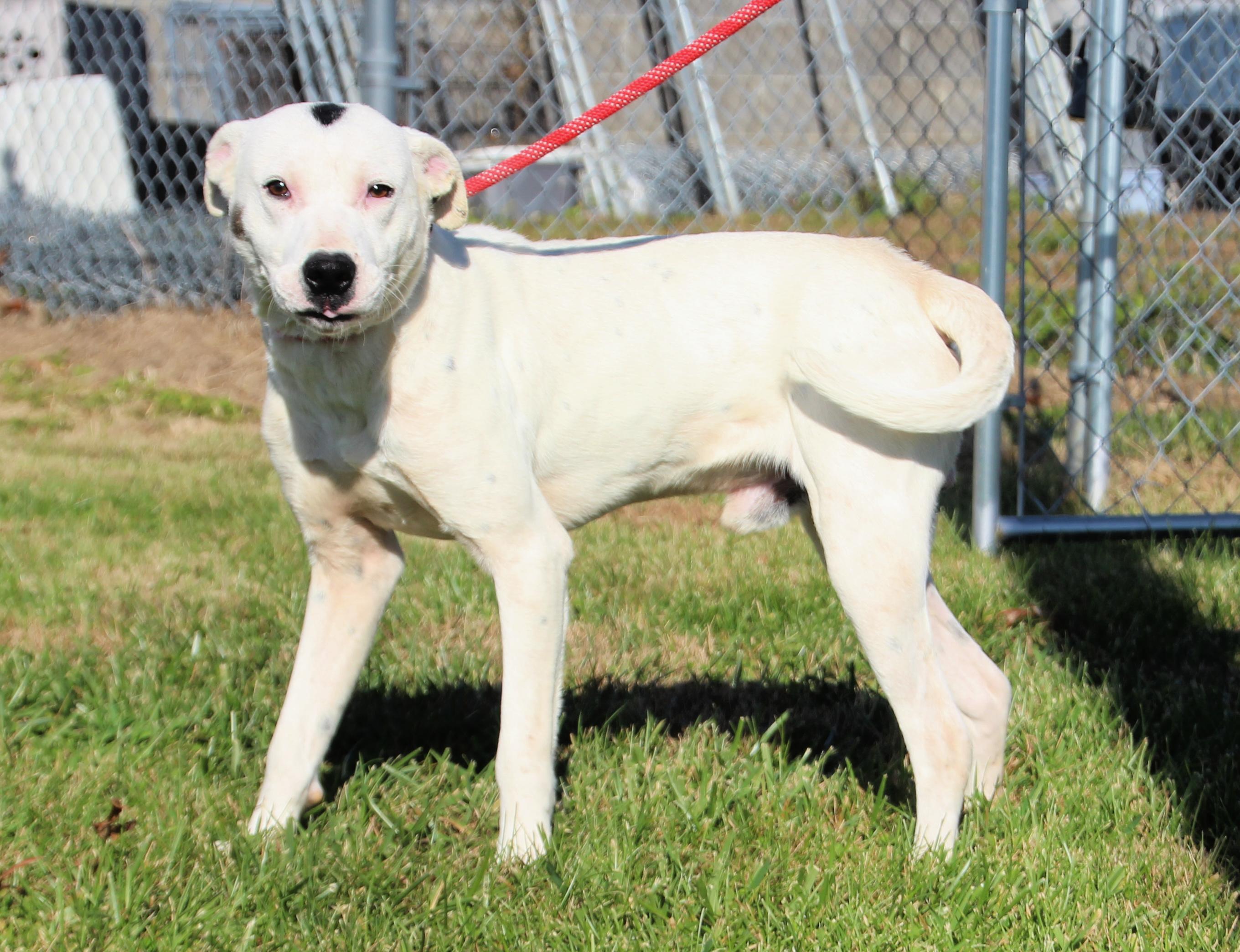 Enlarge Spot, a ADOPTABLE Mixed Breed in Hardinsburg, KY image 1/2