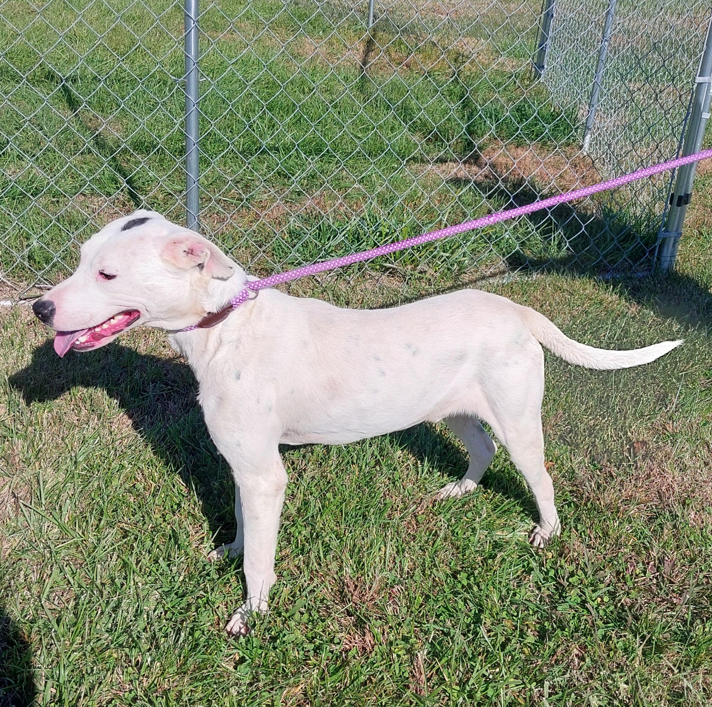 Enlarge Spot, a ADOPTABLE Mixed Breed in Hardinsburg, KY image 2/2