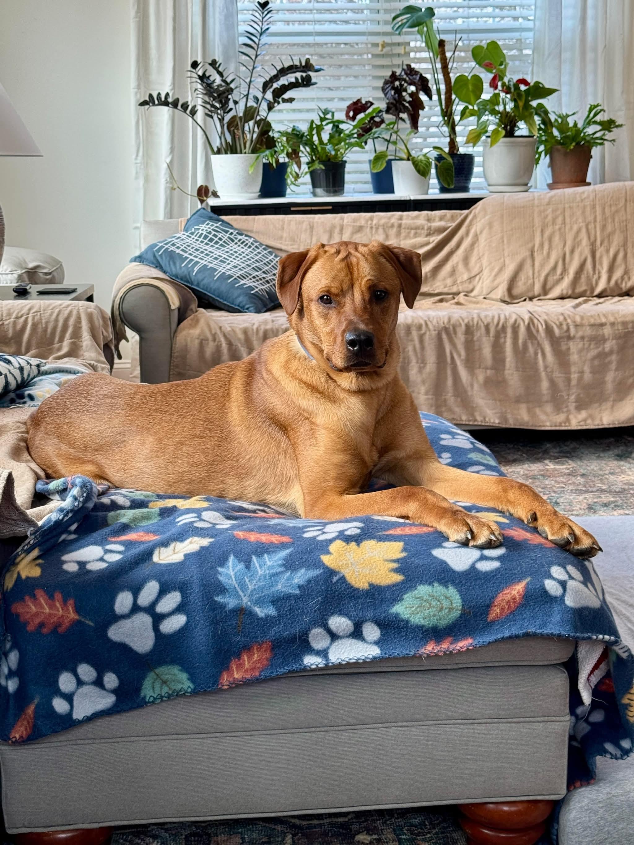 Enlarge Nicholas , a Adoptable mixed breed in Bellingham, WA image 6/6