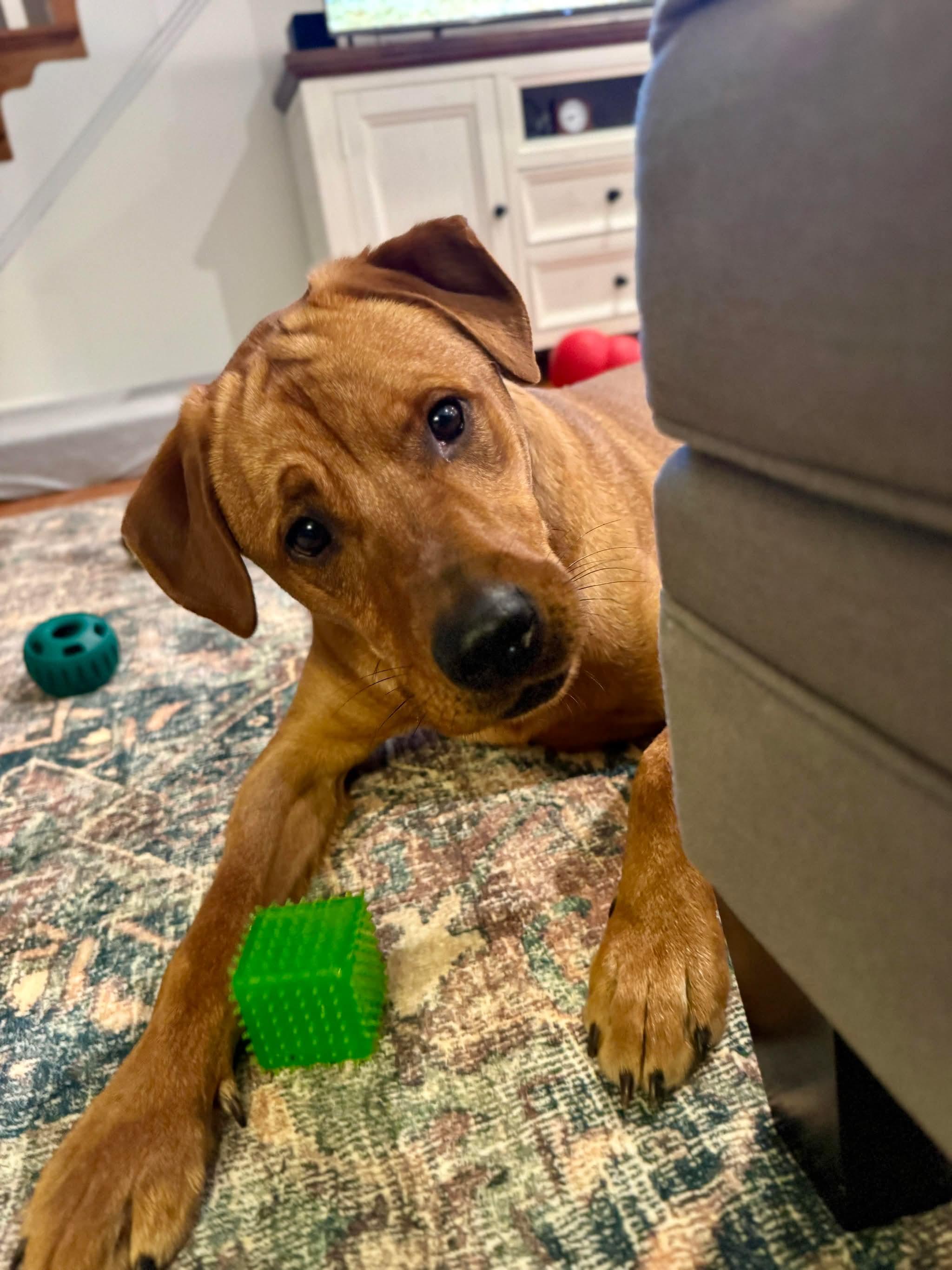 Enlarge Nicholas , a Adoptable mixed breed in Bellingham, WA image 4/6