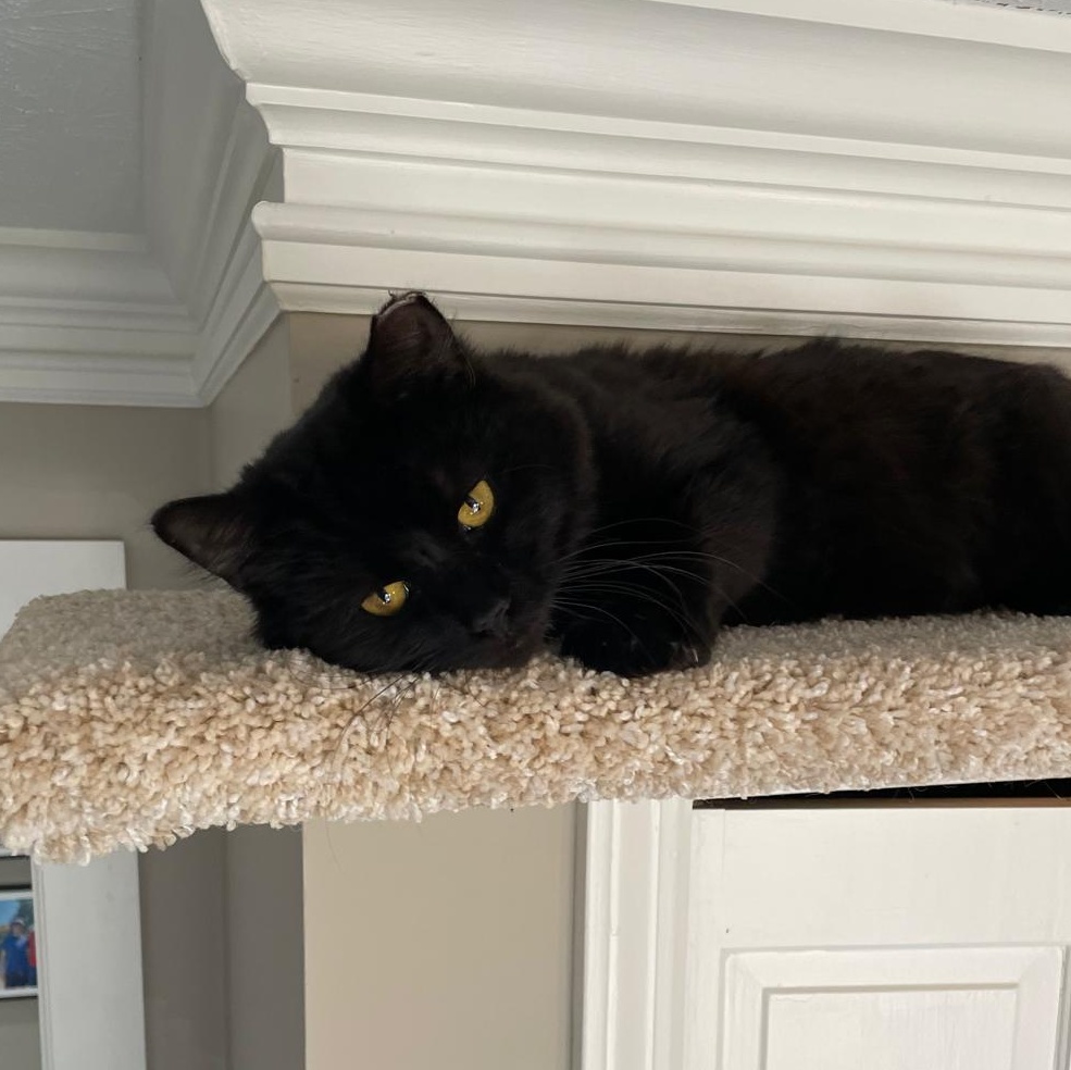 Enlarge Ditto, an adopted Domestic Long Hair in Sandy Springs, GA image 1/6