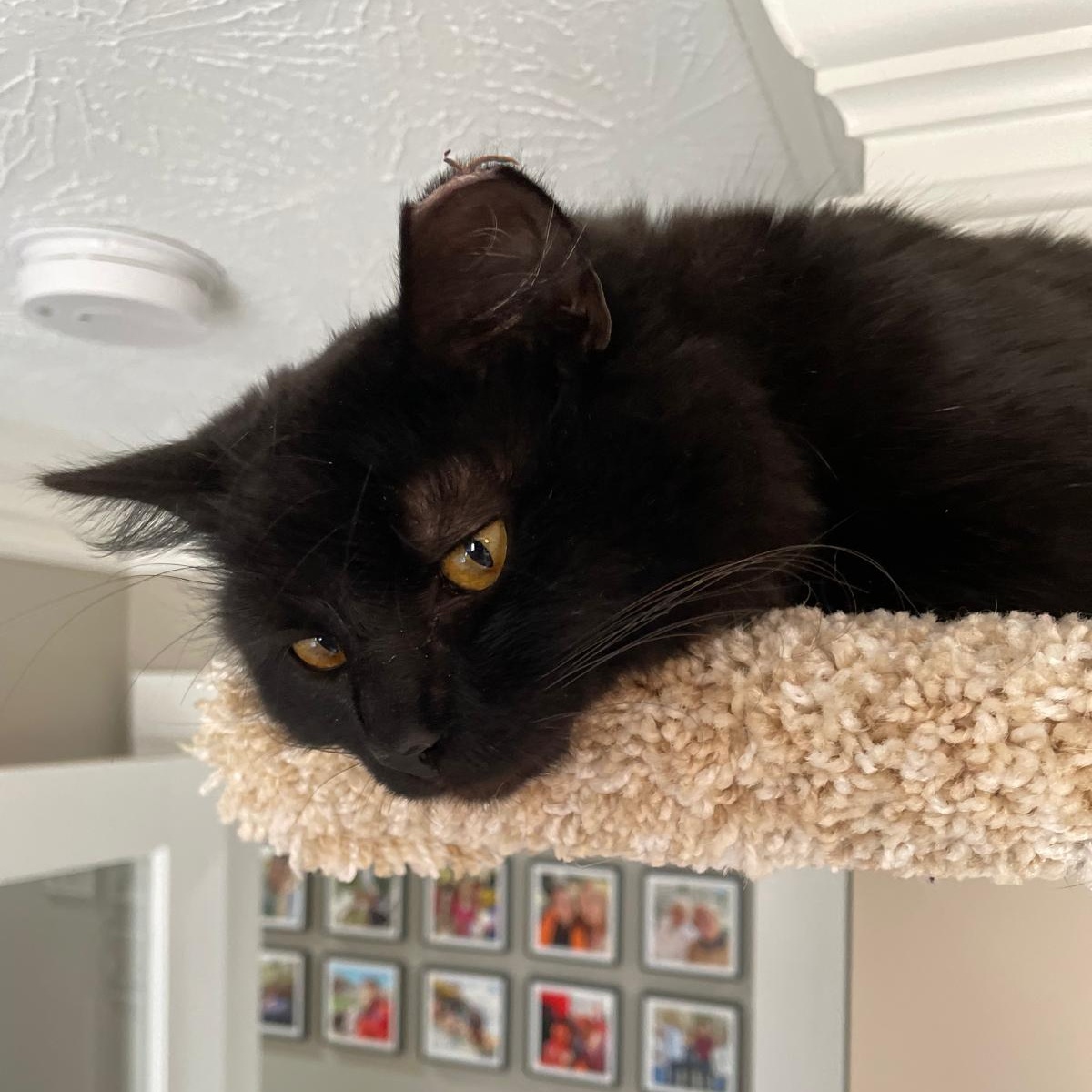 Enlarge Ditto, an adopted Domestic Long Hair in Sandy Springs, GA image 4/6