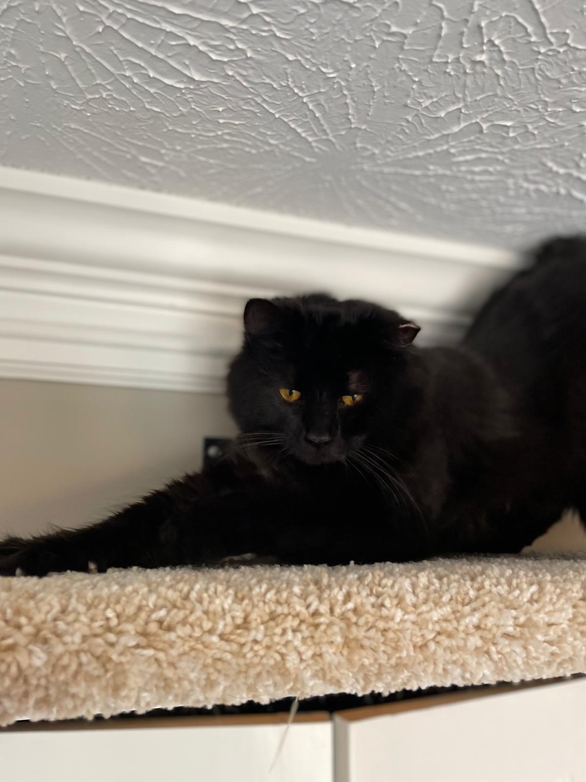 Enlarge Ditto, an adopted Domestic Long Hair in Sandy Springs, GA image 5/6