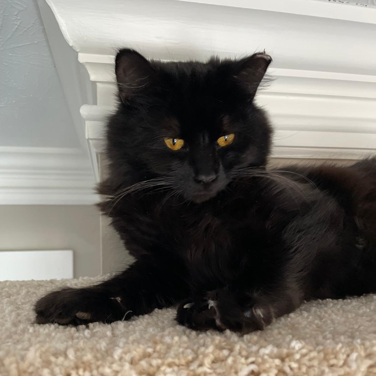 Enlarge Ditto, an adopted Domestic Long Hair in Sandy Springs, GA image 3/6