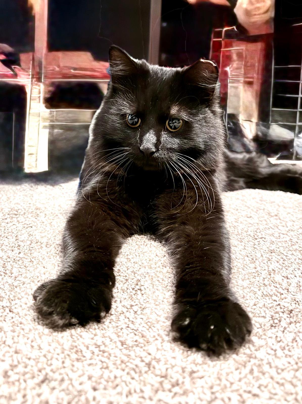 Enlarge Ditto, an adopted Domestic Long Hair in Sandy Springs, GA image 2/6