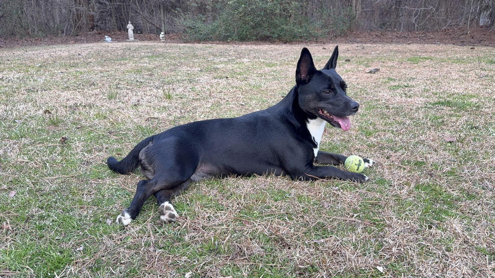 Luna, a Adoptable mixed breed in Texarkana, TX image 1/5