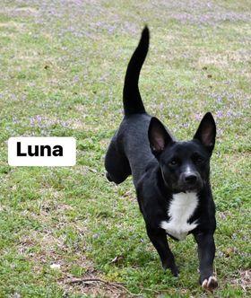Luna, a Adoptable mixed breed in Texarkana, TX image 2/5