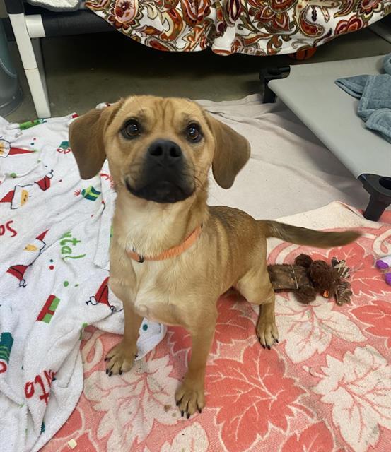 Enlarge DALLAS, a Adoptable mixed breed in Fort Wayne, IN image 1/1