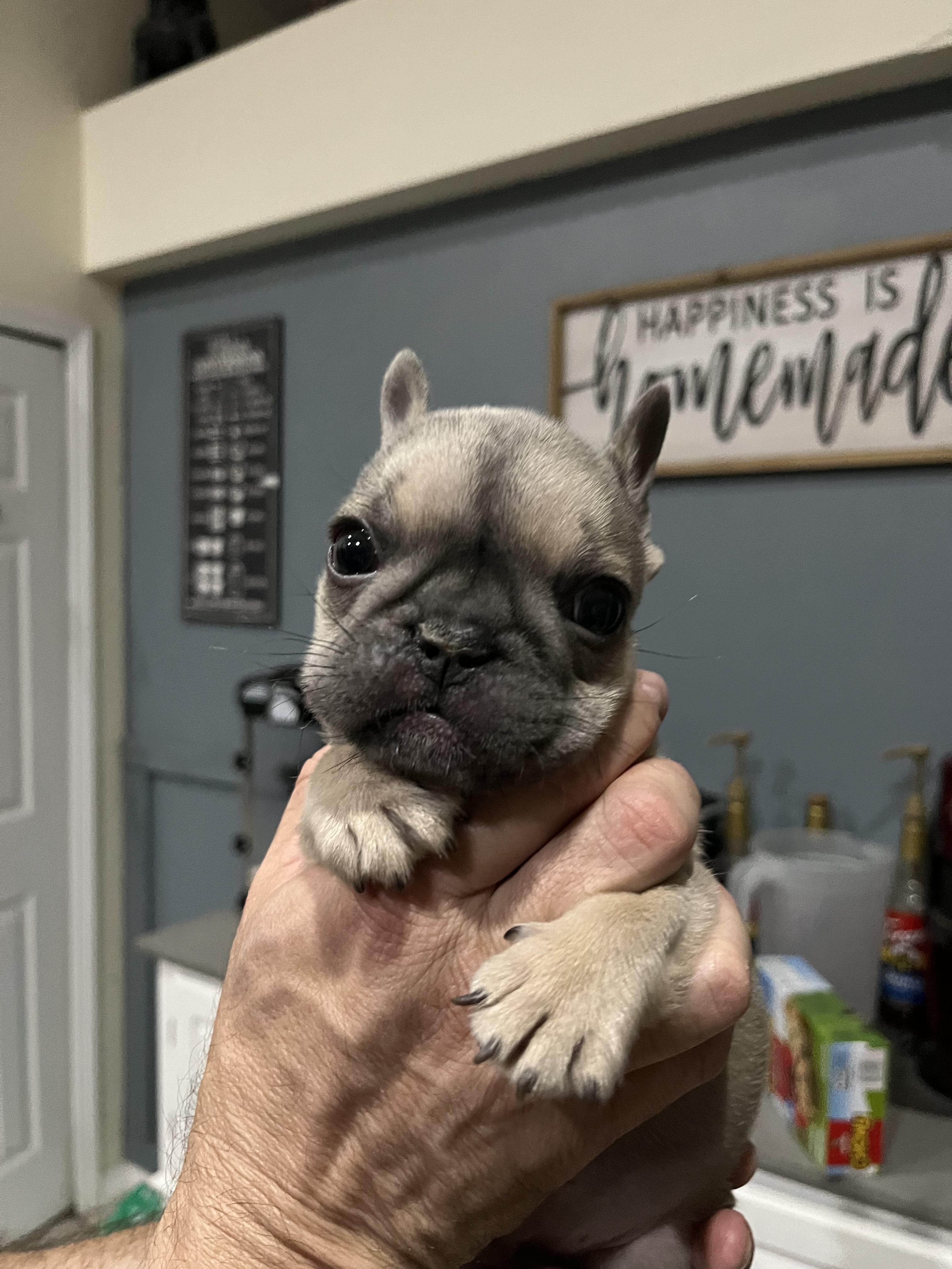 Cannoli, Adopted, Puppy Male French Bulldog.