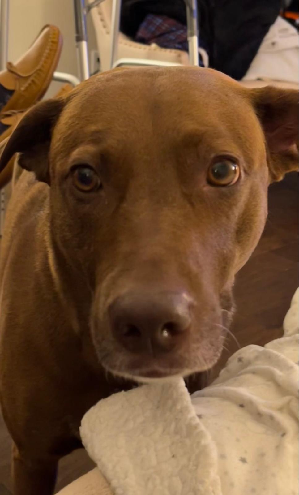 Cindy, a Adoptable mixed breed in Oakville, ON image 5/6