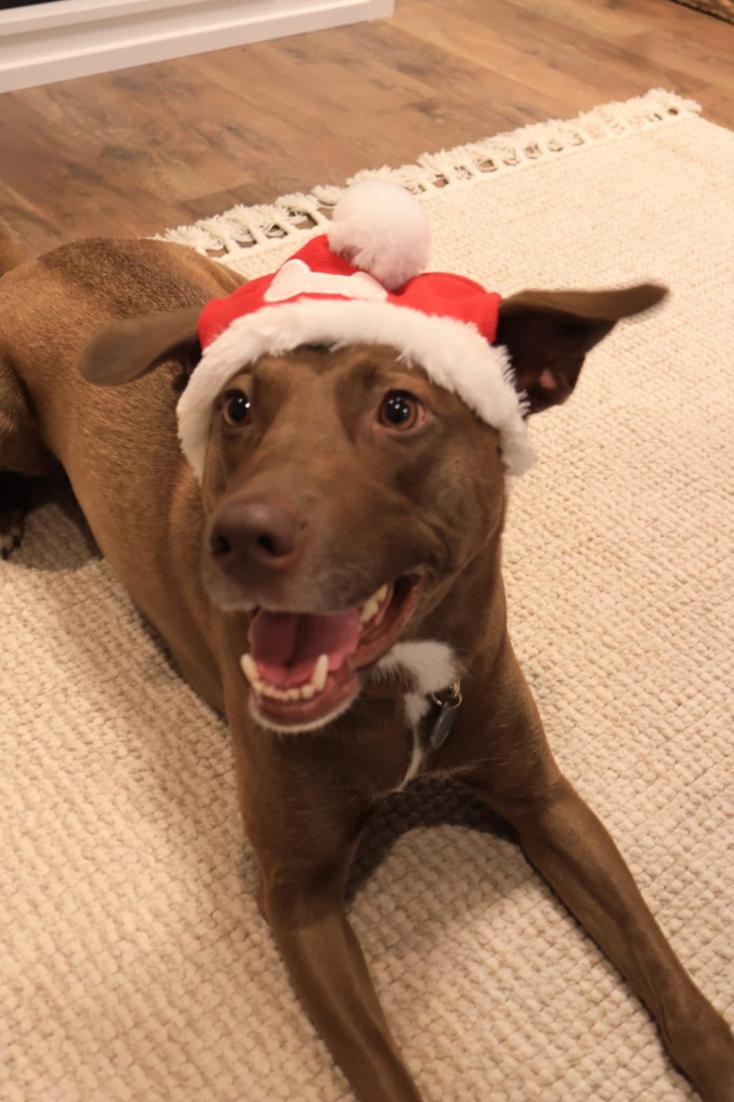 Cindy, a Adoptable mixed breed in Oakville, ON image 4/6