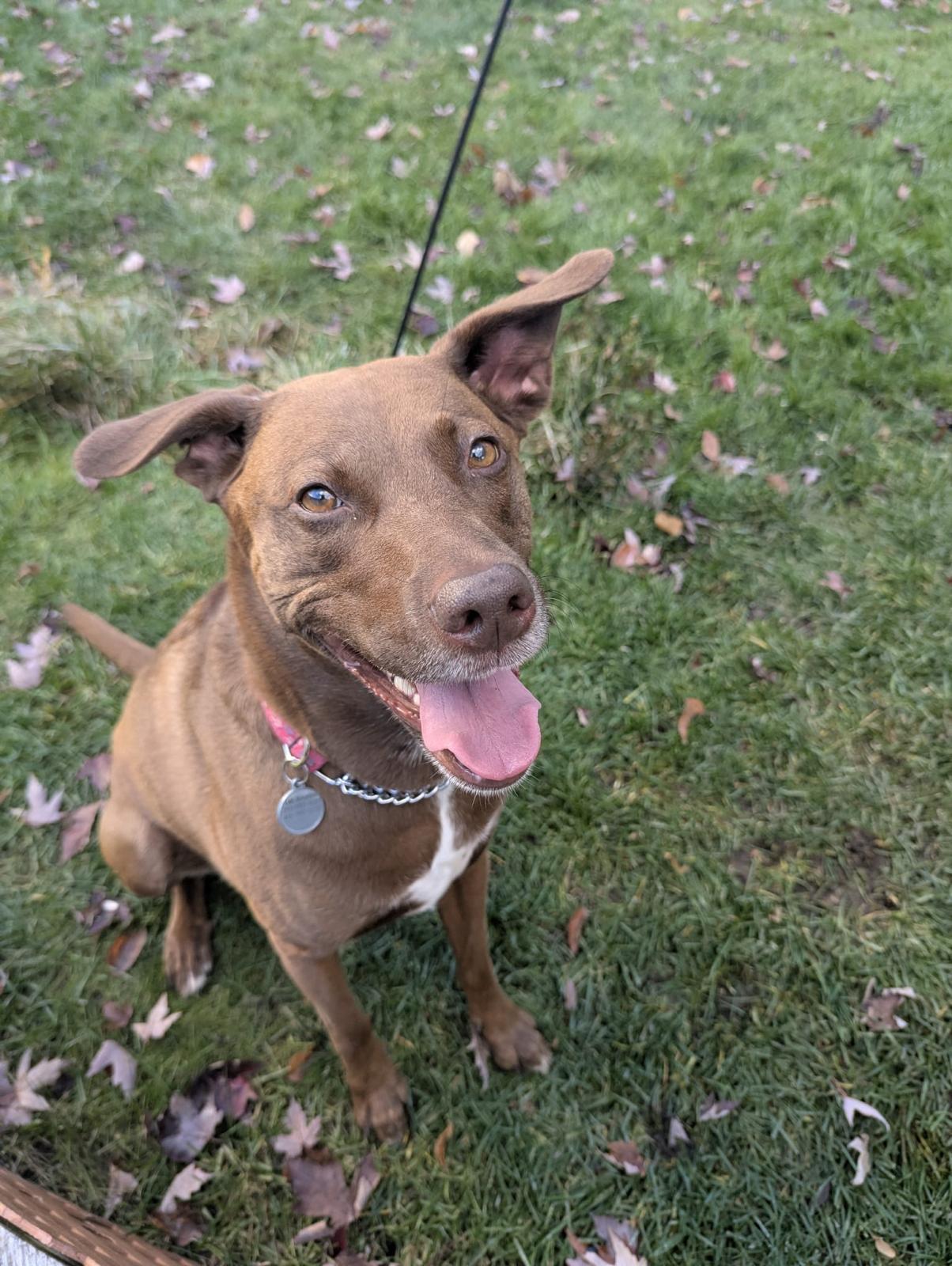 Cindy, a Adoptable mixed breed in Oakville, ON image 2/6