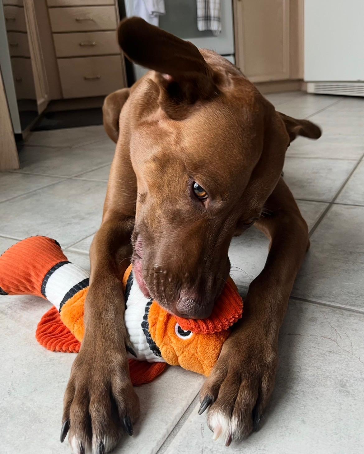 Cindy, a Adoptable mixed breed in Oakville, ON image 6/6