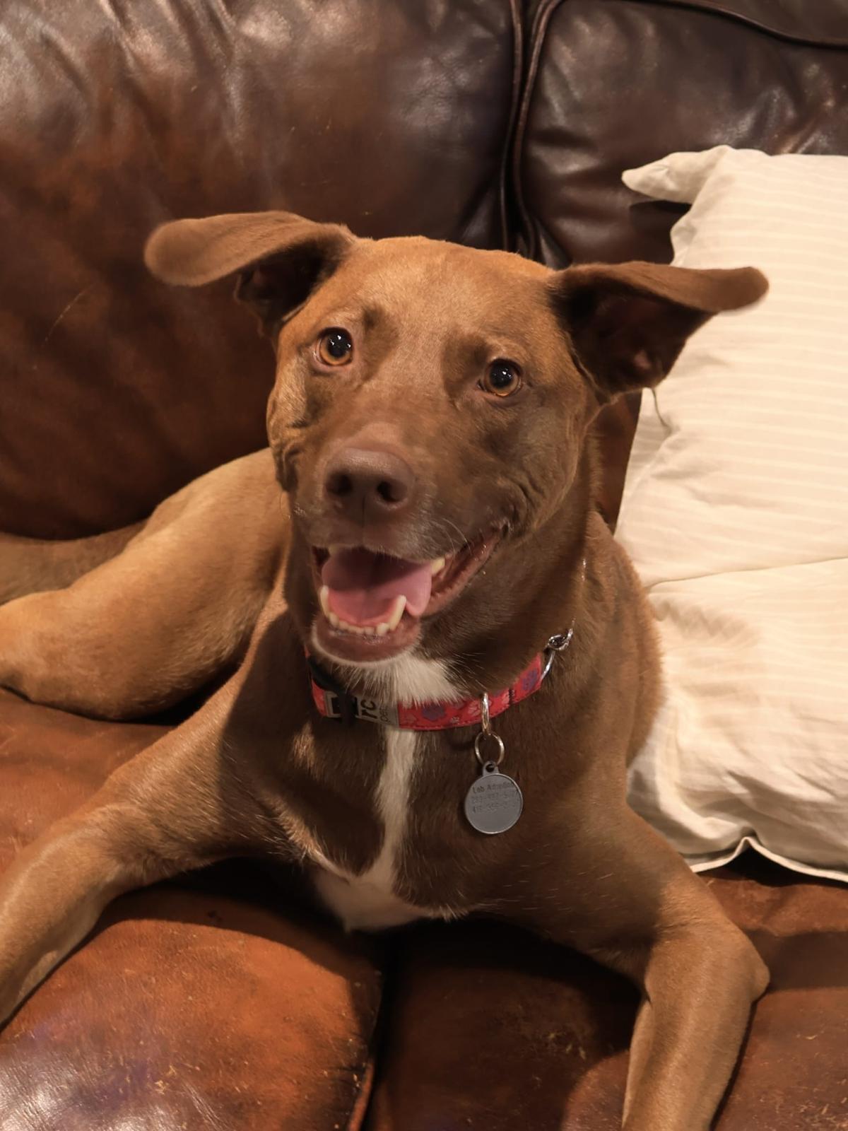 Cindy, a Adoptable mixed breed in Oakville, ON image 3/6