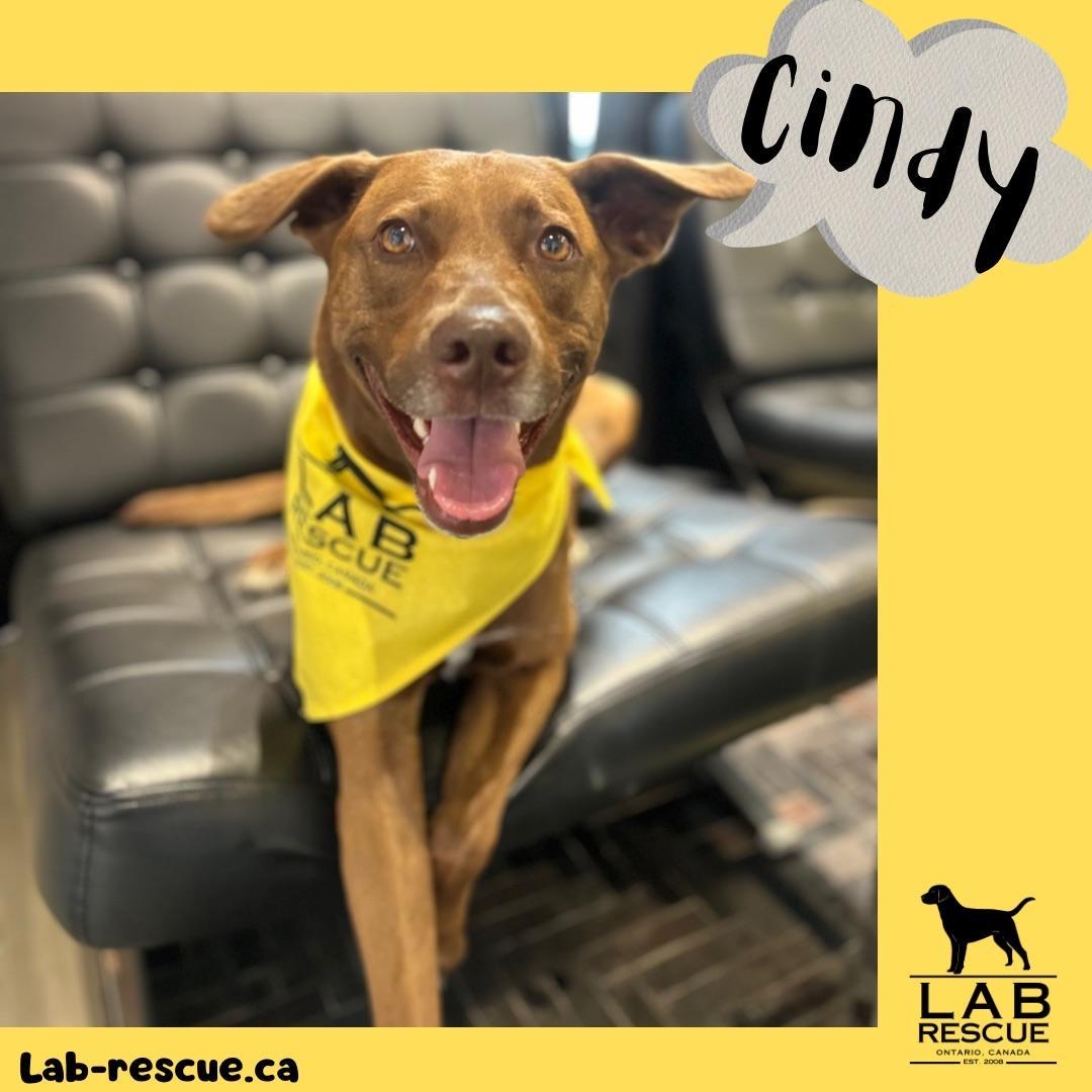 Enlarge Cindy, a Adoptable mixed breed in Oakville, ON image 1/6