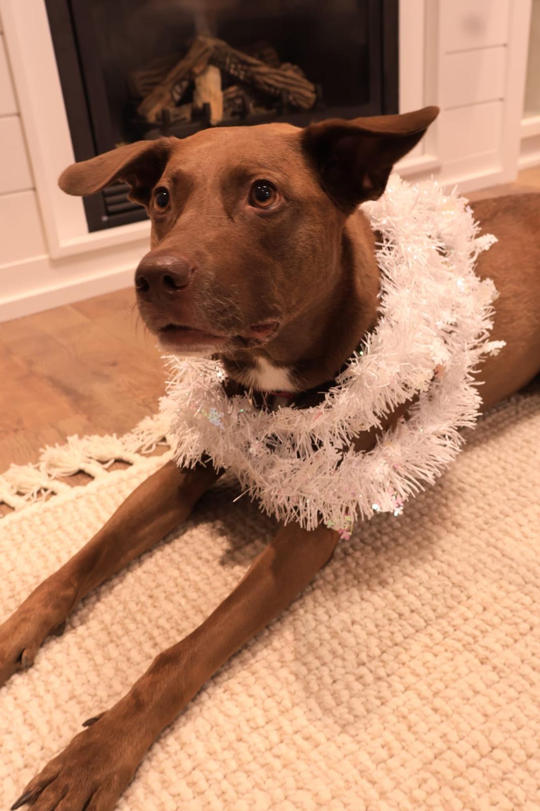 Cindy, a Adoptable mixed breed in Oakville, ON image 5/6