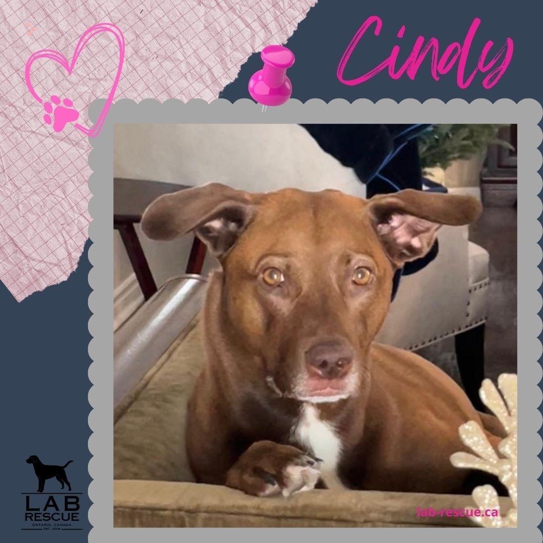 Cindy, Adoptable, Adult Female Labrador Retriever & Pointer.
