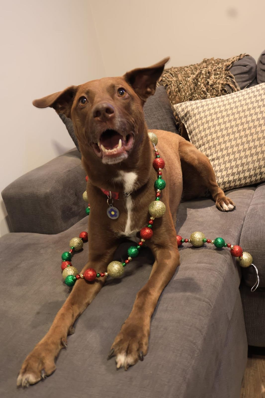 Cindy, a Adoptable mixed breed in Oakville, ON image 6/6