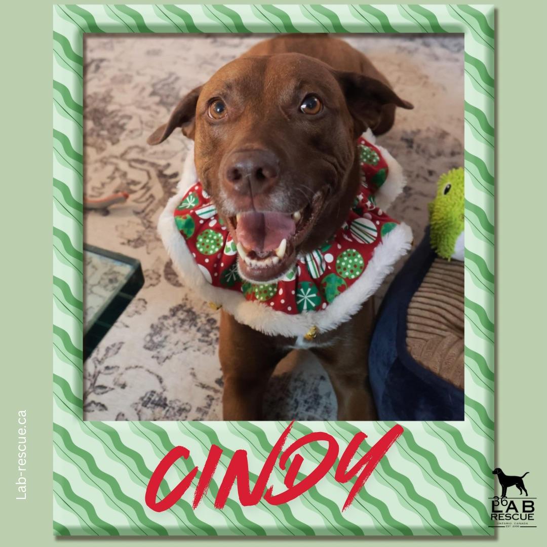 Cindy, Adoptable, Adult Female Chocolate Labrador Retriever & Pointer.