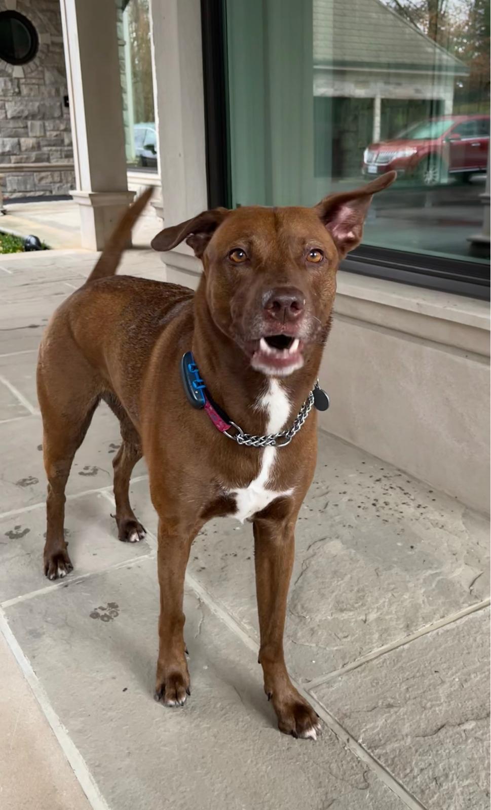 Cindy, a Adoptable mixed breed in Oakville, ON image 2/6