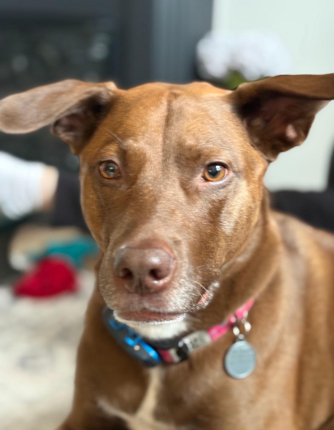 Cindy, a Adoptable mixed breed in Oakville, ON image 3/6