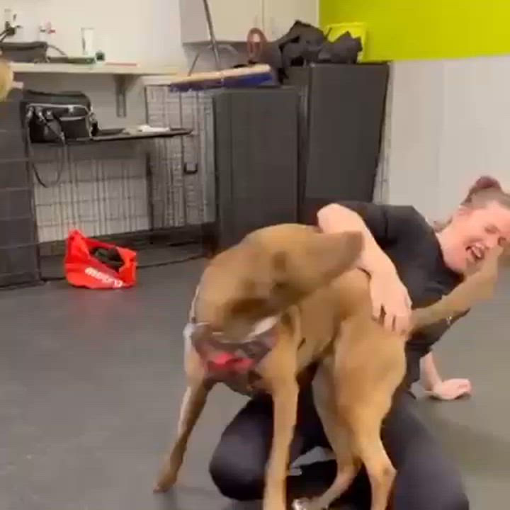 Enlarge Cindy, a Adoptable mixed breed in Oakville, ON video 4/6