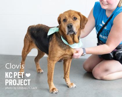Clovis, Adoptable, Adult Female Mixed Breed & Mixed Breed.