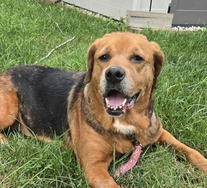 Clovis, a Adoptable mixed breed in Kansas City, MO image 2/3