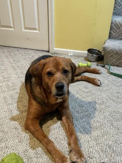 Enlarge Clovis, a Adoptable mixed breed in Kansas City, MO image 2/3