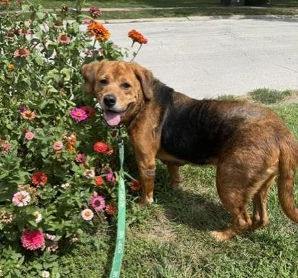 Enlarge Clovis, a Adoptable mixed breed in Kansas City, MO image 3/3