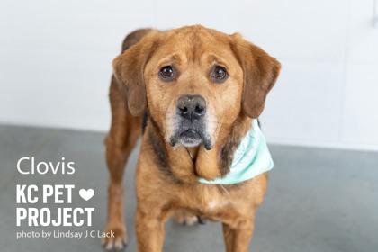 Clovis, a Adoptable mixed breed in Kansas City, MO image 3/3