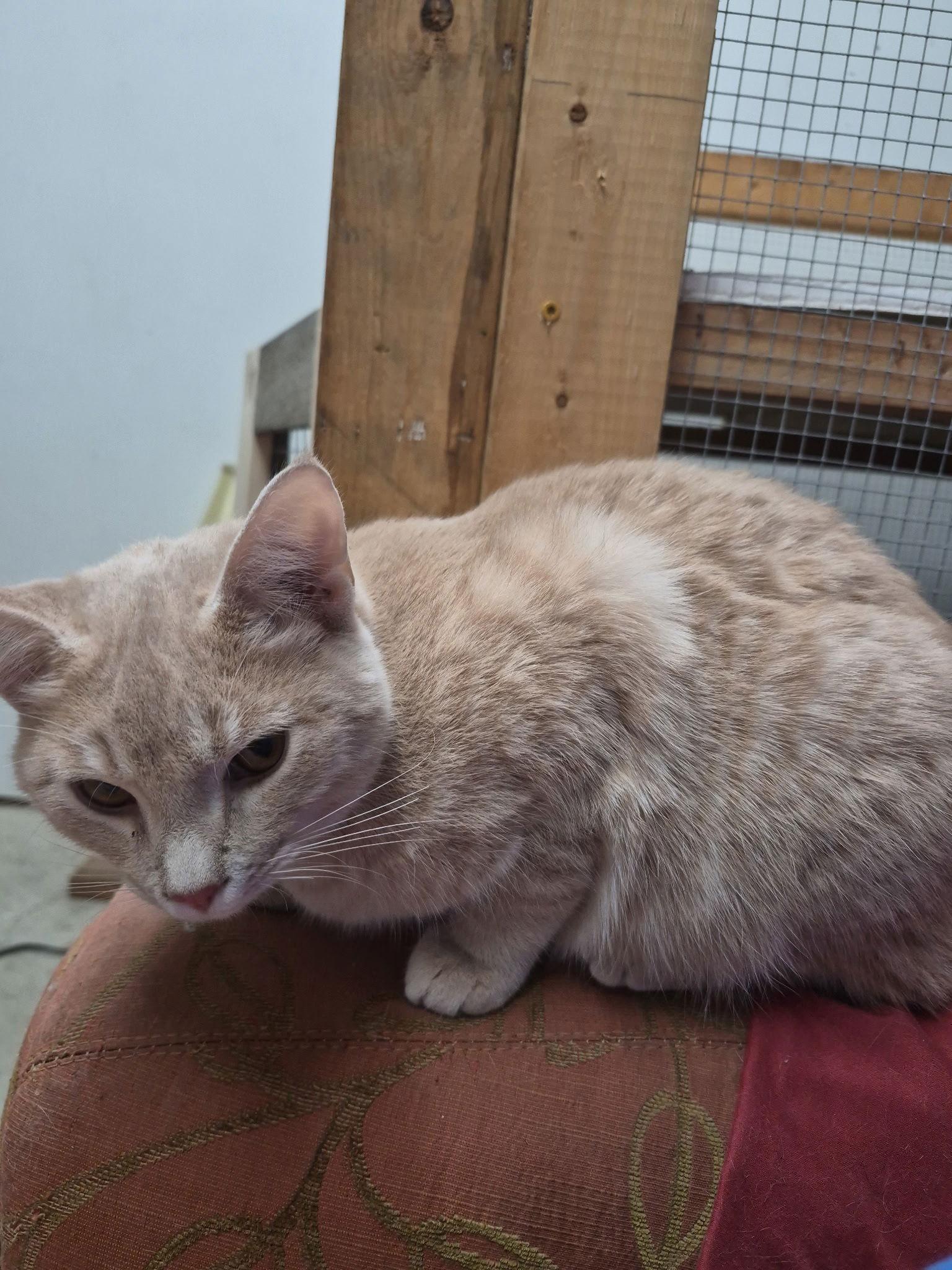 Enlarge Merry, a Adopted mixed breed in Georgetown, KY image 1/3