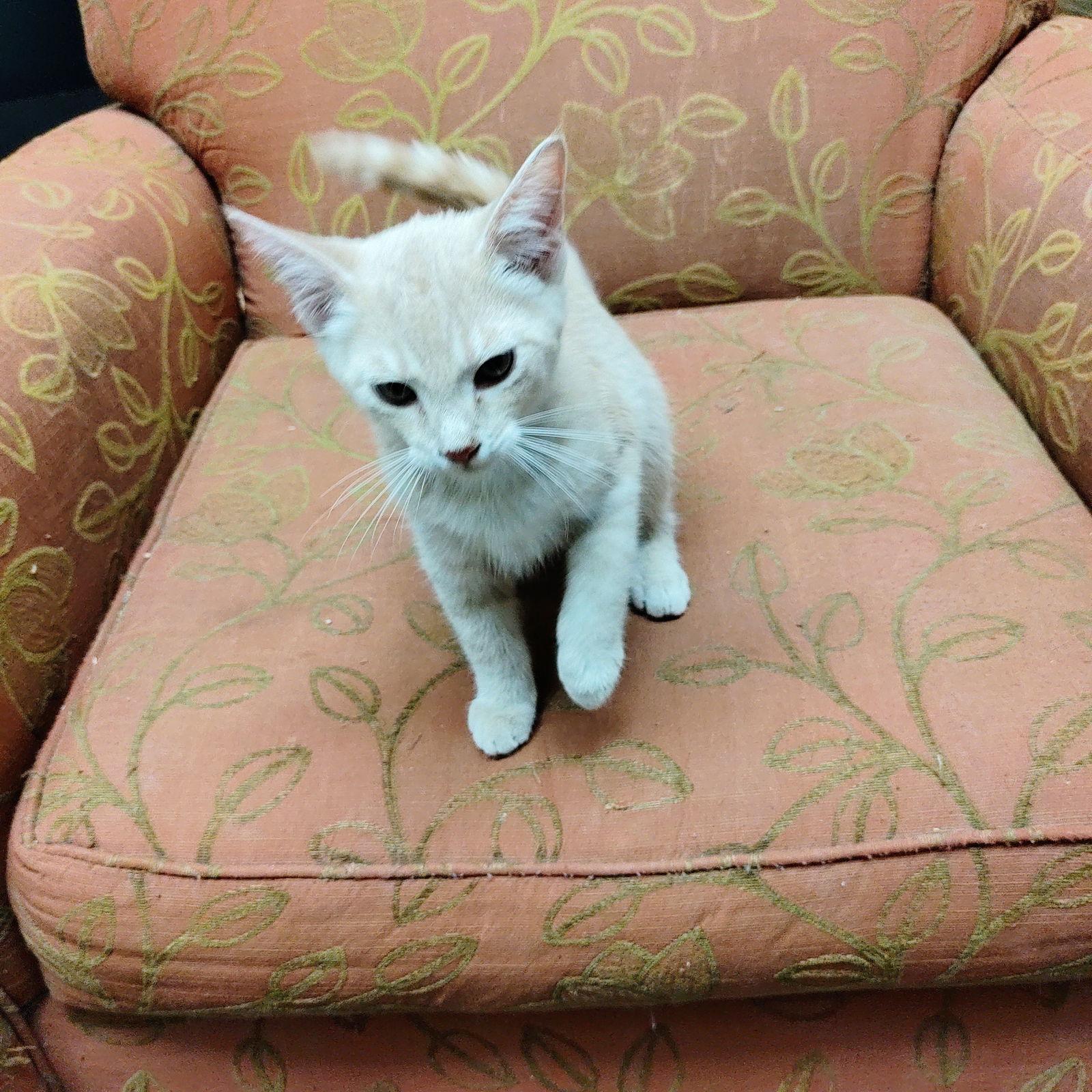 Enlarge Merry, a Adopted mixed breed in Georgetown, KY image 2/3