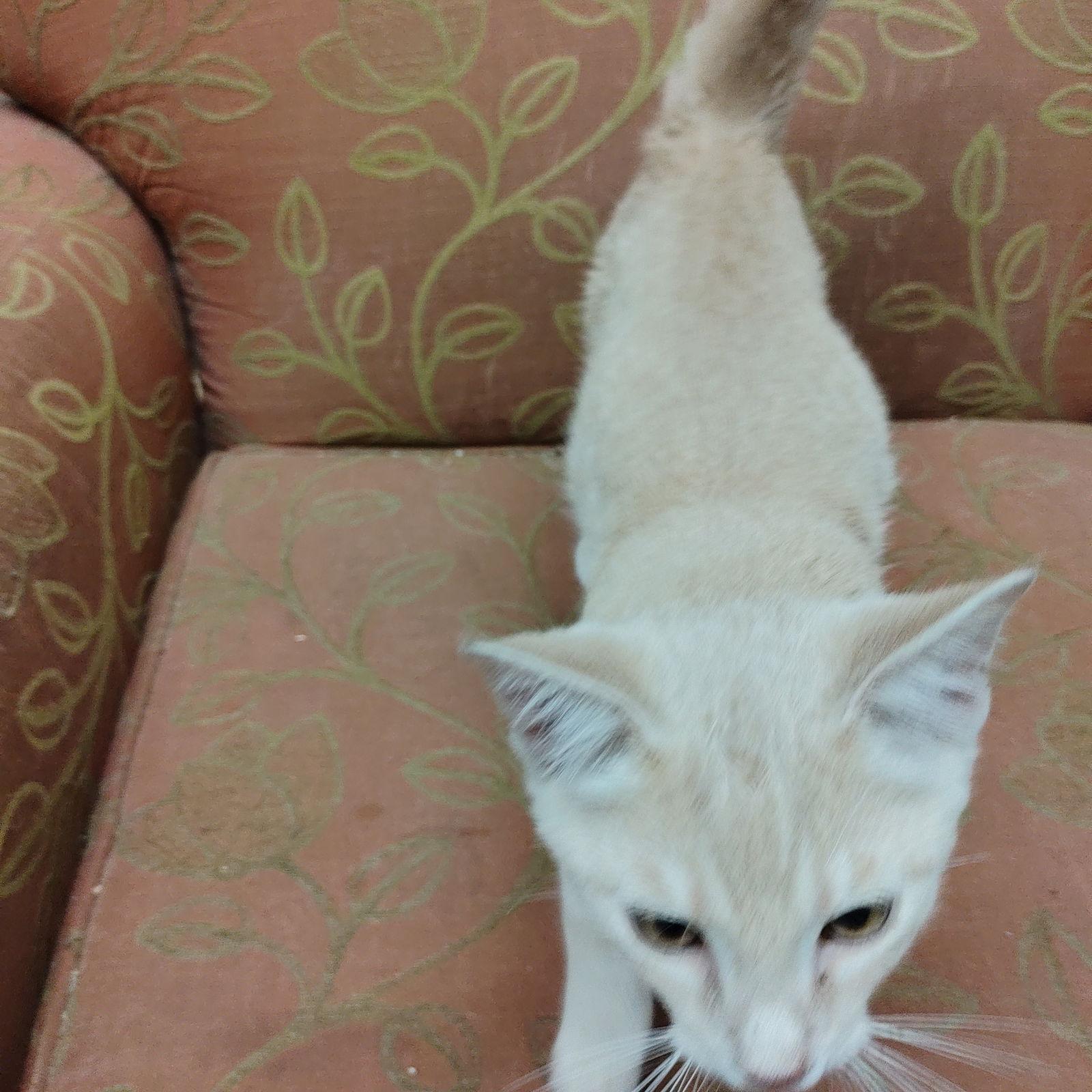 Enlarge Merry, a Adopted mixed breed in Georgetown, KY image 3/3