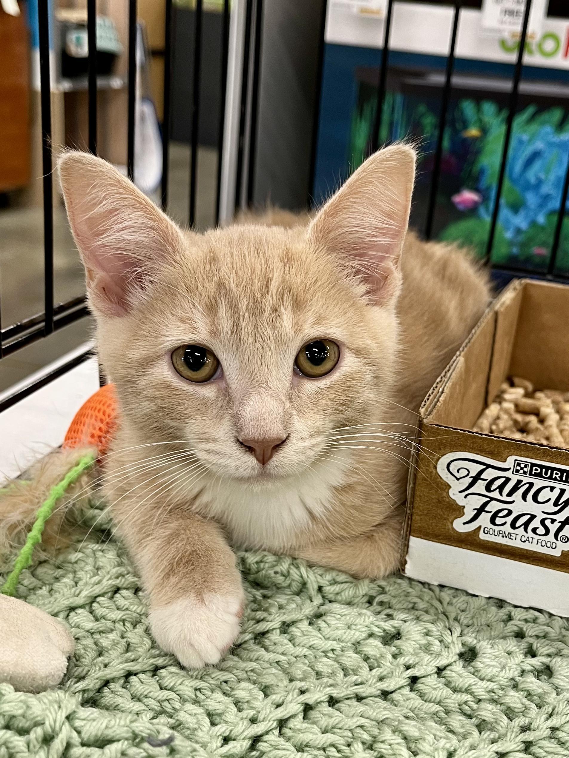 Enlarge Gus, a Adoptable mixed breed in Lawrenceville, GA image 1/10