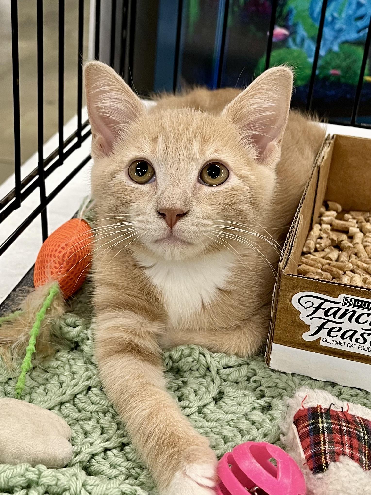Enlarge Gus, a Adoptable mixed breed in Lawrenceville, GA image 4/10