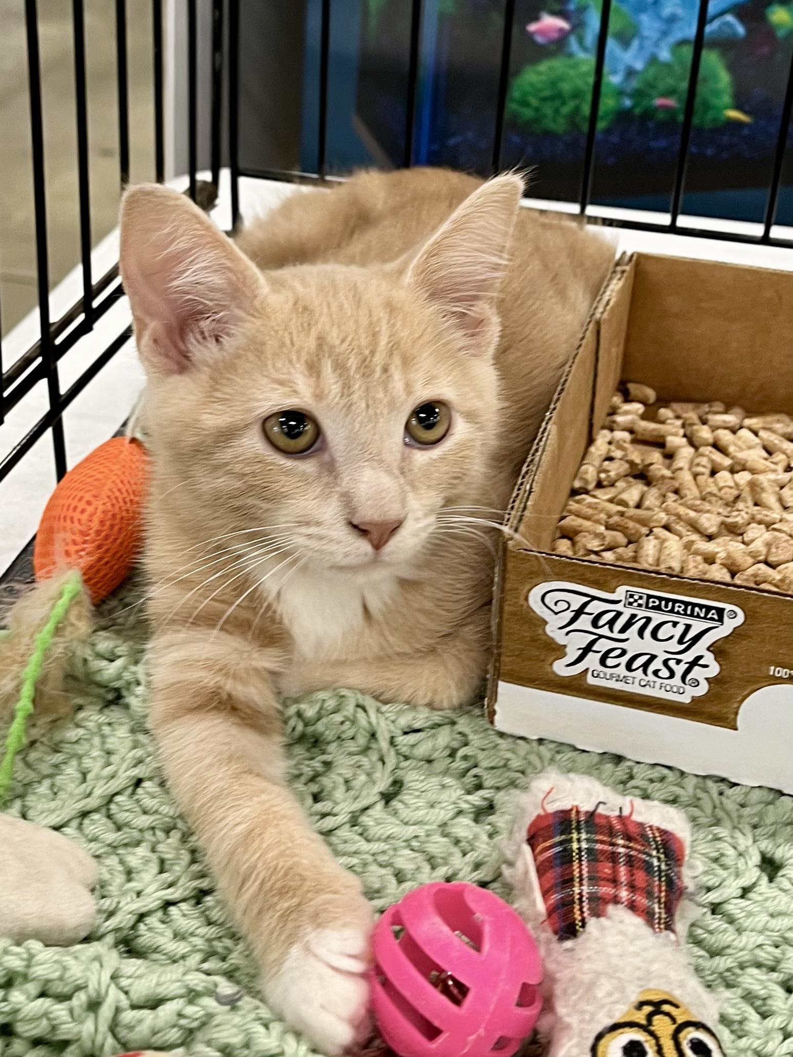 Enlarge Gus, a Adoptable mixed breed in Lawrenceville, GA image 5/10