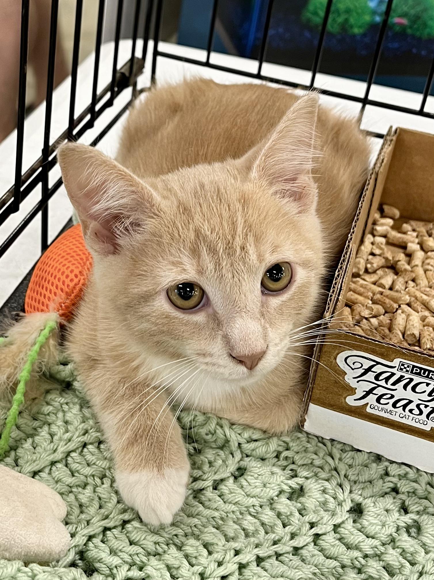 Enlarge Gus, a Adoptable mixed breed in Lawrenceville, GA image 7/10