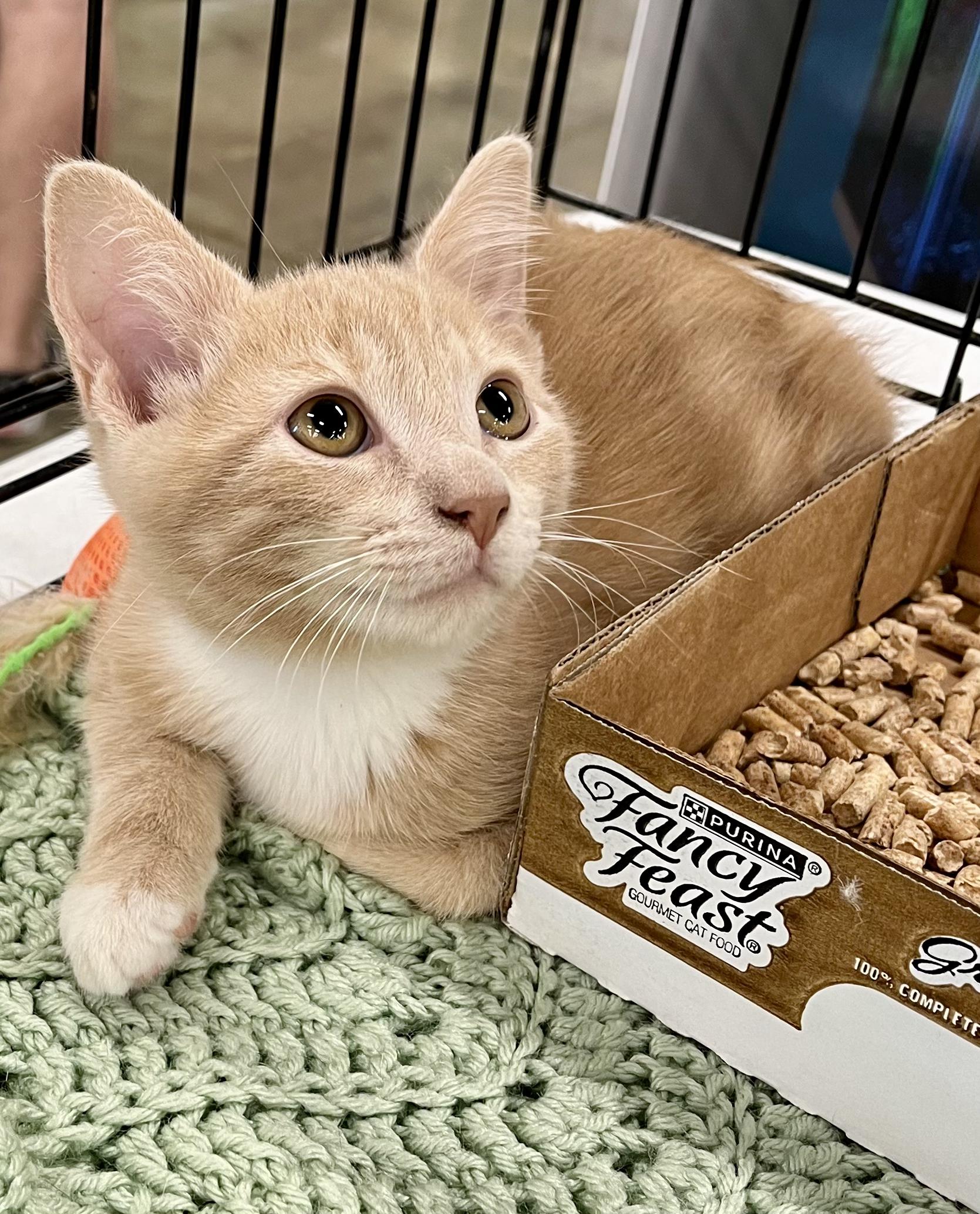 Enlarge Gus, a Adoptable mixed breed in Lawrenceville, GA image 8/10