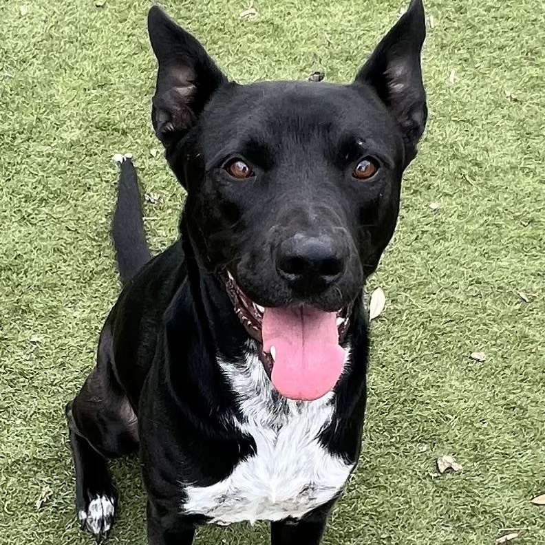 Jojo! The perfect gentleman! , a ADOPTABLE mixed breed in Cambridge, MA image 1/6