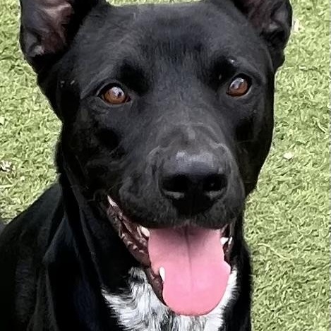 Jojo! The perfect gentleman! , a ADOPTABLE mixed breed in Cambridge, MA image 3/6