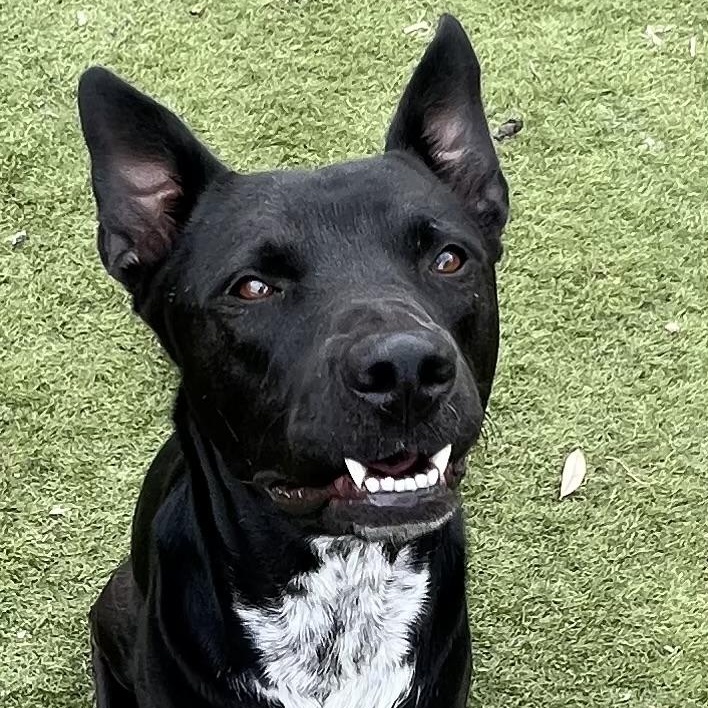 Jojo! The perfect gentleman! , a ADOPTABLE mixed breed in Cambridge, MA image 6/6