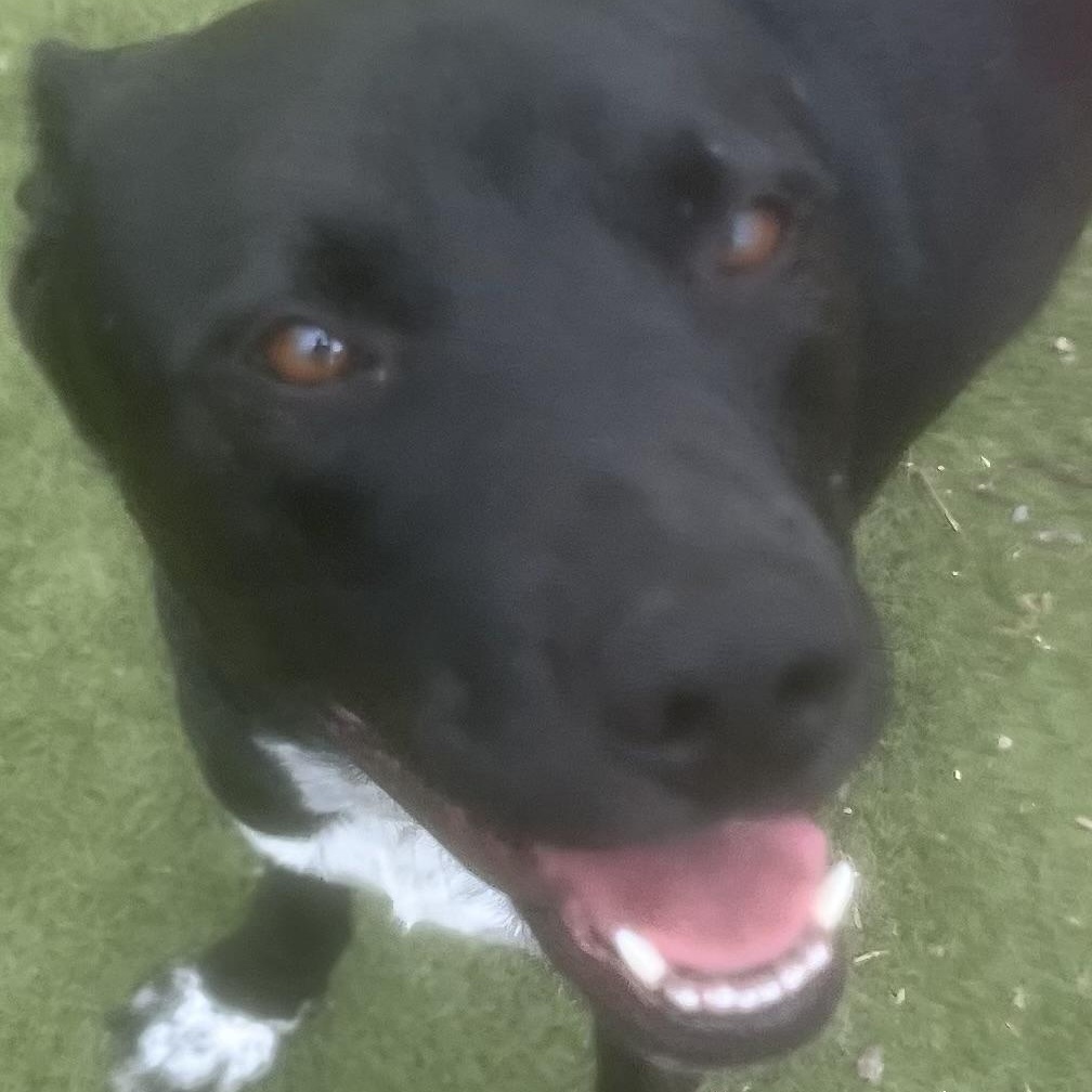 Jojo! The perfect gentleman! , a ADOPTABLE mixed breed in Cambridge, MA image 2/6