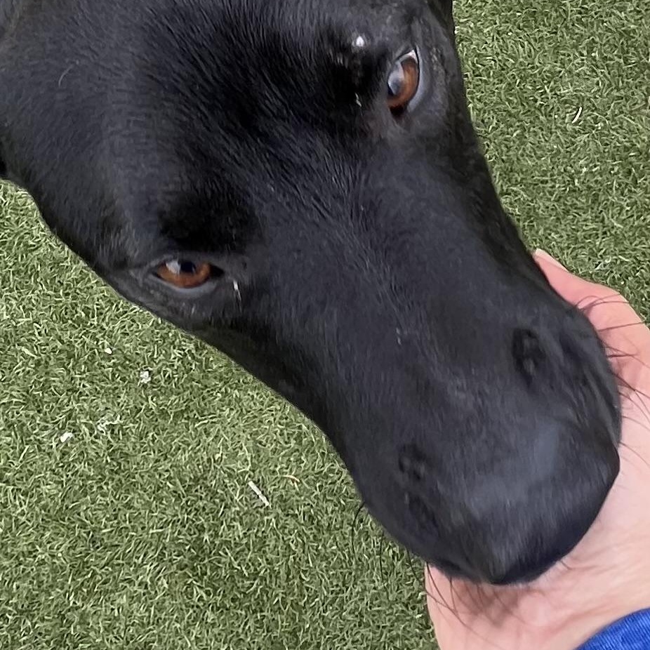 Jojo! The perfect gentleman! , a ADOPTABLE mixed breed in Cambridge, MA image 5/6