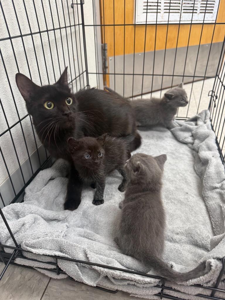 Syrah, Adoptable, Kitten Female Domestic Short Hair.