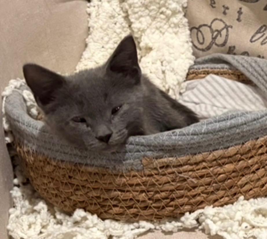 Macy Gray (Tripod), Adoptable, Kitten Female Russian Blue.