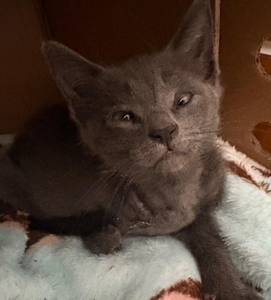 Enlarge Macy Gray (Tripod), a Adoptable Russian Blue in New Orleans, LA image 2/2